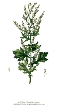 Gemeiner Beifuß (Artemisia vulgaris)
