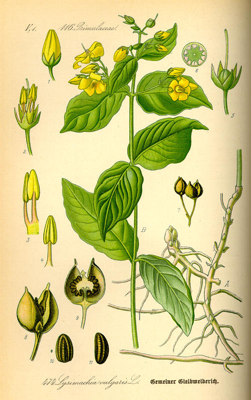 Pfennigkraut