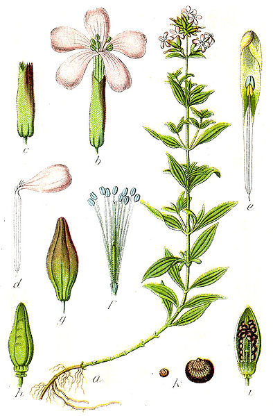 Seifenkraut