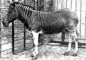 Quagga - Unterart der Steppenzebras (bereits ausgestorben)
