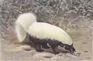 Skunk